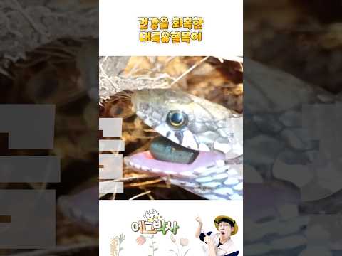 뱀이다. 뱀이다!