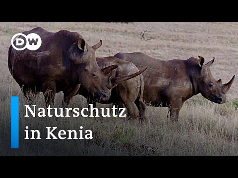 Video: In Kenia Wurde Eine Zottelige Antilope Entdeckt - Alternative Ansicht