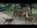 NDHZENGA Male Told To BACK OFF By KAMBULA Lioness рџ Ѓ NDHZENGA Male Told To BACK OFF By KAMBULA Lioness рџ Ѓ