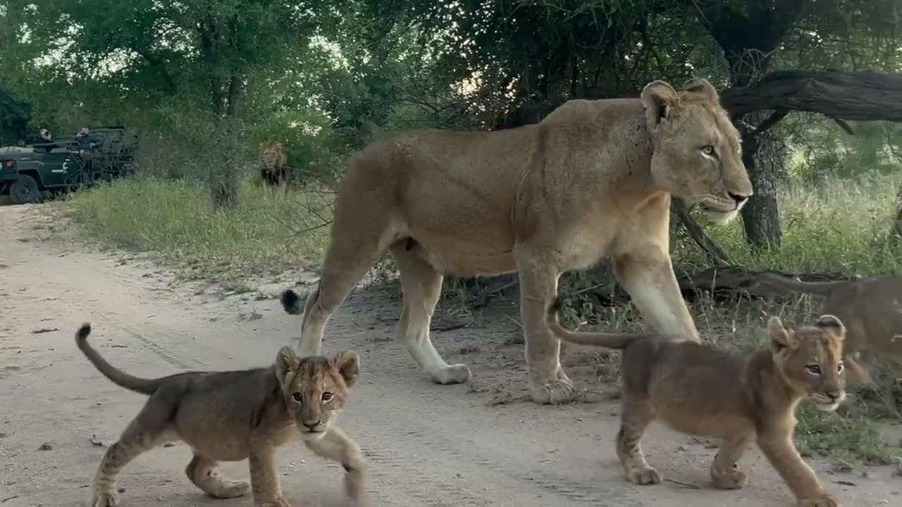 NDHZENGA male told to BACK OFF by KAMBULA lioness 🦁