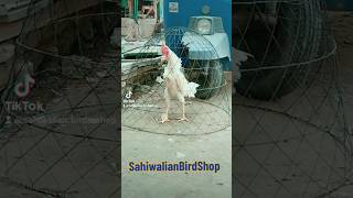 #Aseel da Shoq #White Aseel#Sahiwalianbirdshop