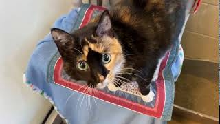 Meet Ruby a Domestic Shorthair currently available for adoption! 8/25/2020 12:02:01 PM