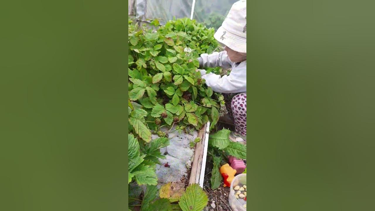 ягодки вкусняшки🍓 - YouTube