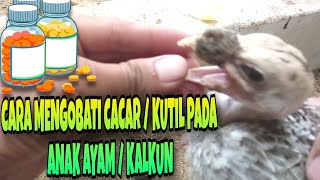 how to treat smallpox or warts in turkey chicks