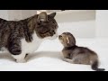 Daddy cat Coco came to see his daughter cat Kiki!
