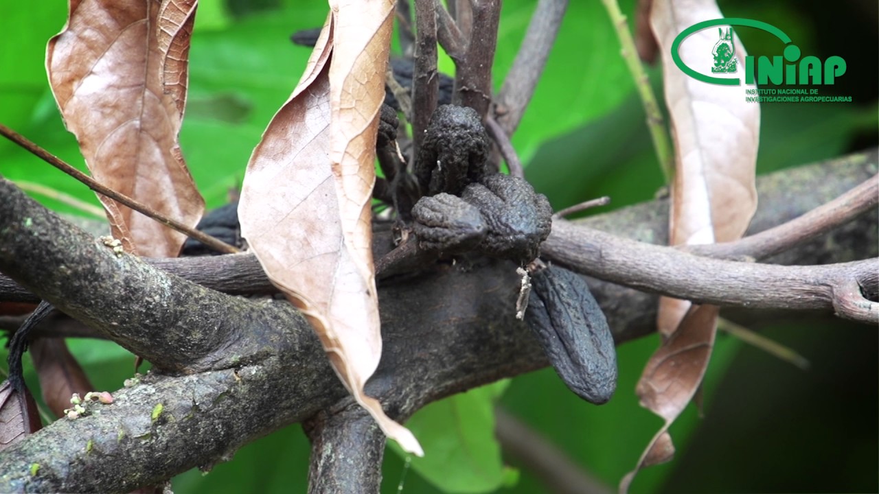 ¿Cómo manejar enfermedades en cultivo de cacao?