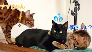 雄猫2匹にモテモテの黒猫ナナちゃん困ってます