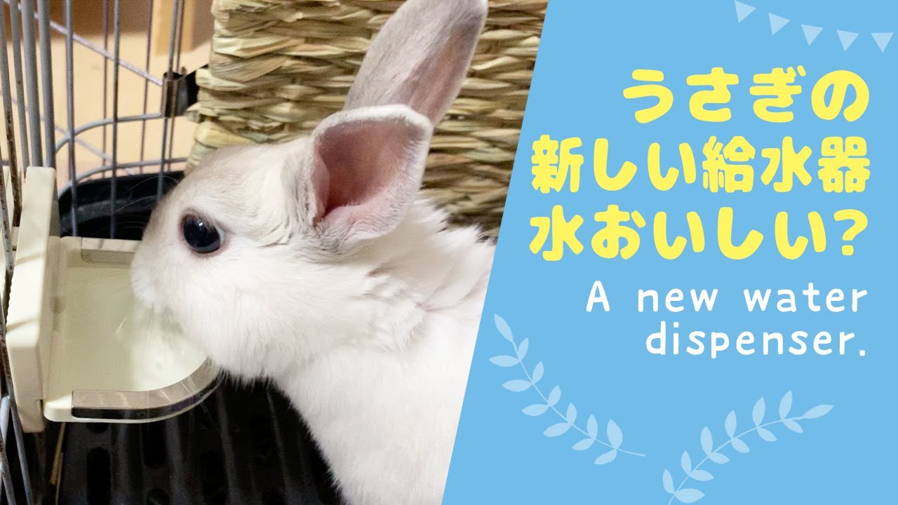 飲みやすい うさぎの給水器をリニューアルしてみた Youtube