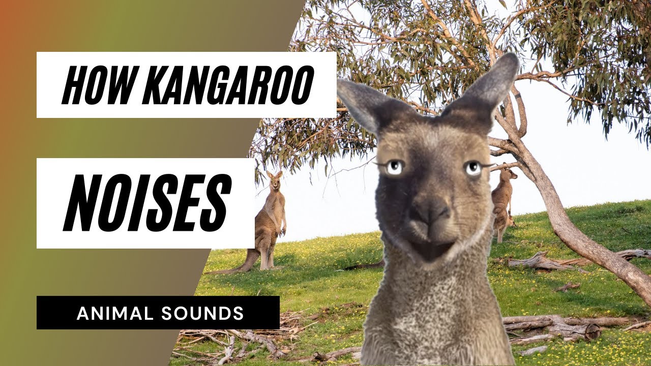 The Animal Sounds: How Kangaroo 🦘 Noises / Sound Effect / Animation -  YouTube