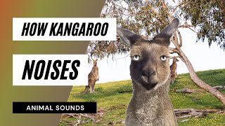 The Animal Sounds How Kangaroo Noises Sound Effect Animation