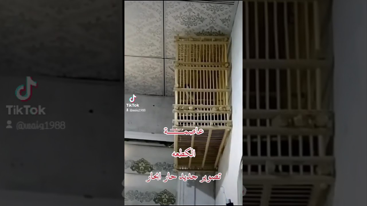 بلبل الكطعه