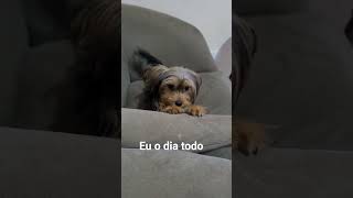 Lola fofinha #pet #entretenimento #youtuberbr #diversão #puppyvideos