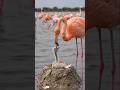 American Flamingo Egg Hatching Timelapse — 30 Days in 21 Sec 🦩