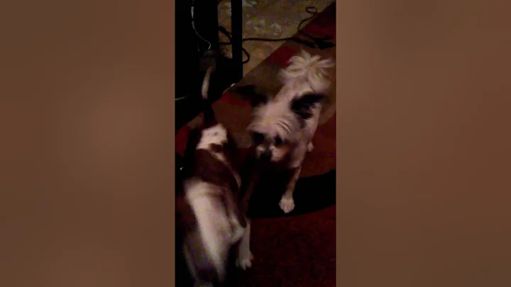 Lula at home with the Dogs. Lol!!
