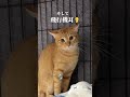 チャイさんの暮らし⑥。#保護猫