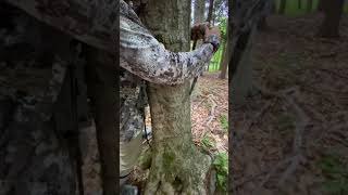 How to lock your Tactacam Reveal X Camera to a tree using a lock box and cable. Start to Finish!
