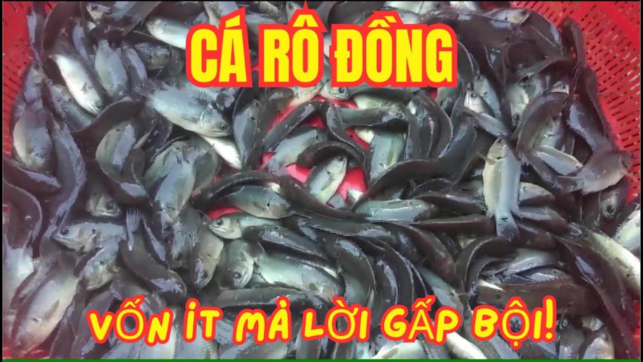 Cách Nuôi Cá Rô Đồng Kiểu Mới | Vốn Ít Mà Lời Gấp Bội!