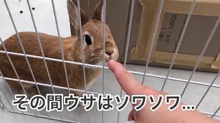 #122 4月のケージの大掃除！ウサは別宅に避難して貰ってます！