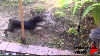 Cute and Funny Dog - Funny Dogs Fail Compilation June 2014 HD