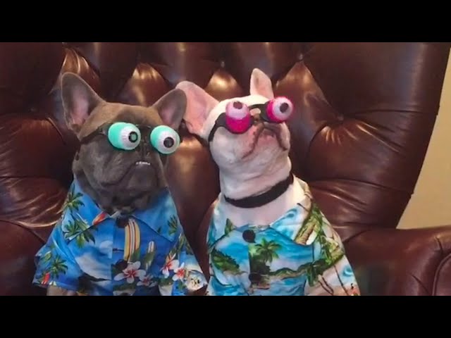 Funniest French Bulldogs 🤣 | BEST Compilation 2023 class=