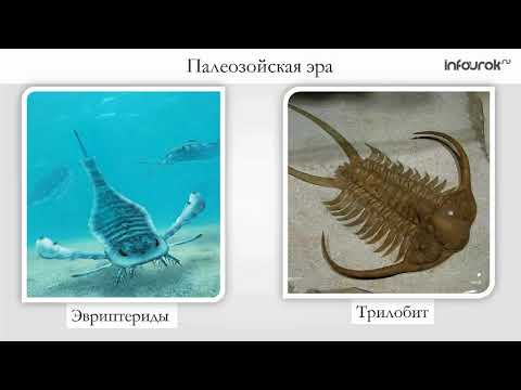 Бейне: Геологиялық уақыт шкаласының бөлімшелерін анықтау және анықтау үшін қазбалар қалай пайдаланылды?