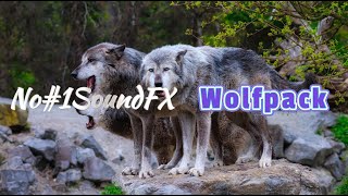 Wolfpack - Sound Effects - For Youtube Videos - No#1SoundFX