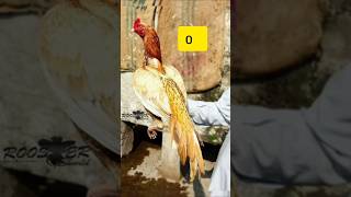 Top 10 Aseel Murga In Pakistan aseel aseelmurga shorts