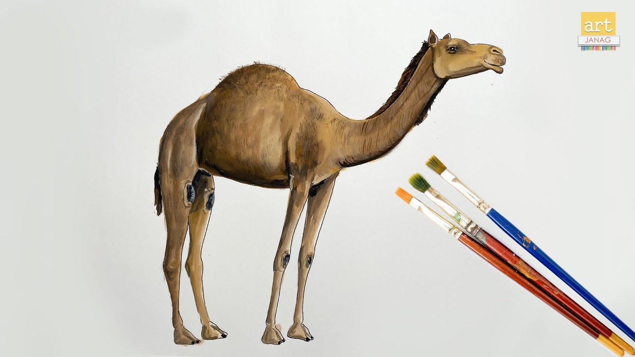 Camel drawing pencil Archives - Ayush Paper