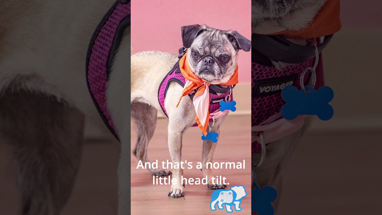 This permanent head tilt will melt your heart 🥺 #Shorts