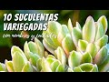 Suculentas variegadas con sus nombres y cuidados #RetoSucusVariegadas