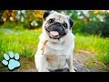 30 Talking Pugs! | Try Not To Laugh Challenge