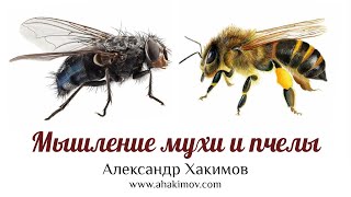 Как отказаться от образа мышления мухи, как принять образ мышления пчелы? - Александр Хакимов