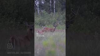 GIANT Velvet Whitetail Buck - Manitoba Whitetail deer #whitetail #deerhunting #huntfishmb #deer