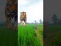 tiger attack vfx viral video #viral #vfx #tiger #animalattack #magic #magic #trending #foryou