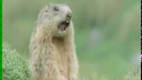 BBC Animals Alan Allan Allen Steve!! Conversation! Best ending!!