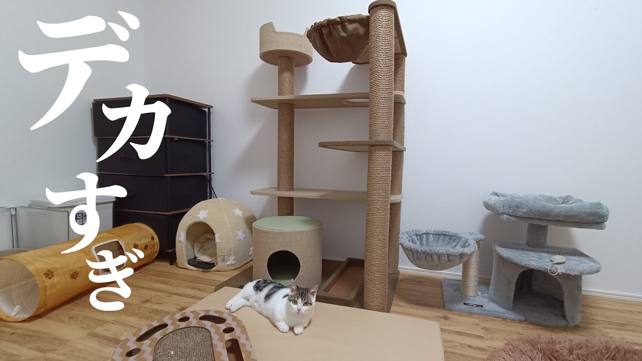 更に高所を目指す子猫に特大キャットタワーをプレゼントしてみた!