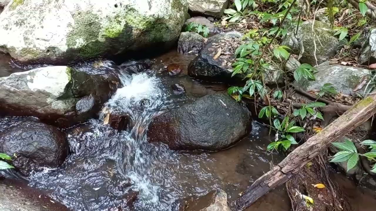 Brushbox Falls Rainforest Walk