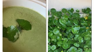 Organic Gotu Kola Soup Vallarai Kanchi Centella Asiatica And Benefits