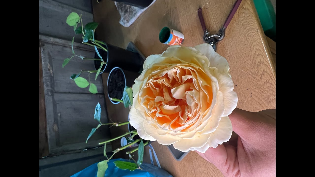 How to do rose cuttings - a step by step guide. Crown Princess Margareta rose review, David Austin.