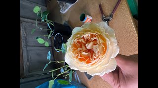 How to do rose cuttings - a step by step guide. Crown Princess Margareta rose review, David Austin.