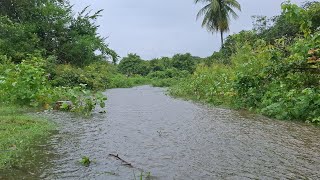 Download Lagu A very large flood in the stream after the heavy rain ⛈️, I took advantage and went to the fava b... MP3 Download Lagu A very large flood in the stream after the heavy rain ⛈️, I took advantage and went to the fava b... MP3
