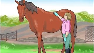 Horse Sheath Cleaning Time Art And Craft Work Diy