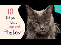 😾Top 10 Things Cat HATES | Furry Feline Facts 😿