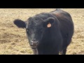 Grassfed beef chewing her cud