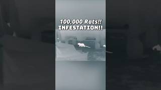 Surrounded by 100,000 Rats 😱