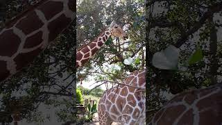 Giraffe in Calauit Safari Natural Park in Coron Busuanga Palawan #SafariInThePhilippines #VisitCoron