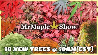 These Japanese Maples are Wild! Why Don't You Have Them in Your Garden? 10@10 MrMaple.com | 9/30/25