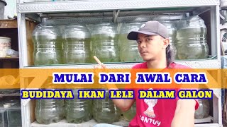 Memulai budidaya ikan lele dari awal cara budidaya ikan lele dalam galon