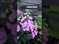 Rare Plants Used for Medicines