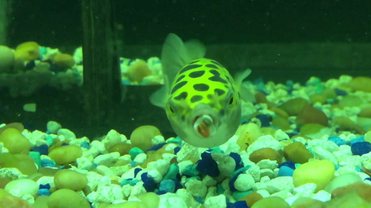 aquarium life hacks Paul the Puffer!